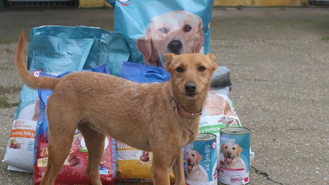 Gadis recauda más de 84.000 kilos de alimentos y productos para animales
