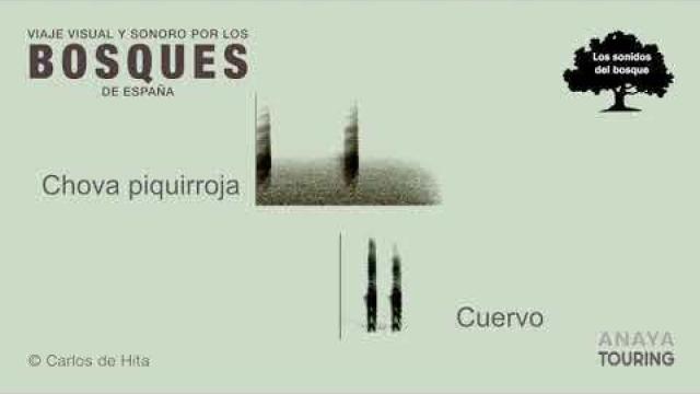 A vuelapluma