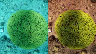 El increíble algoritmo que quita el agua de las fotos submarinas