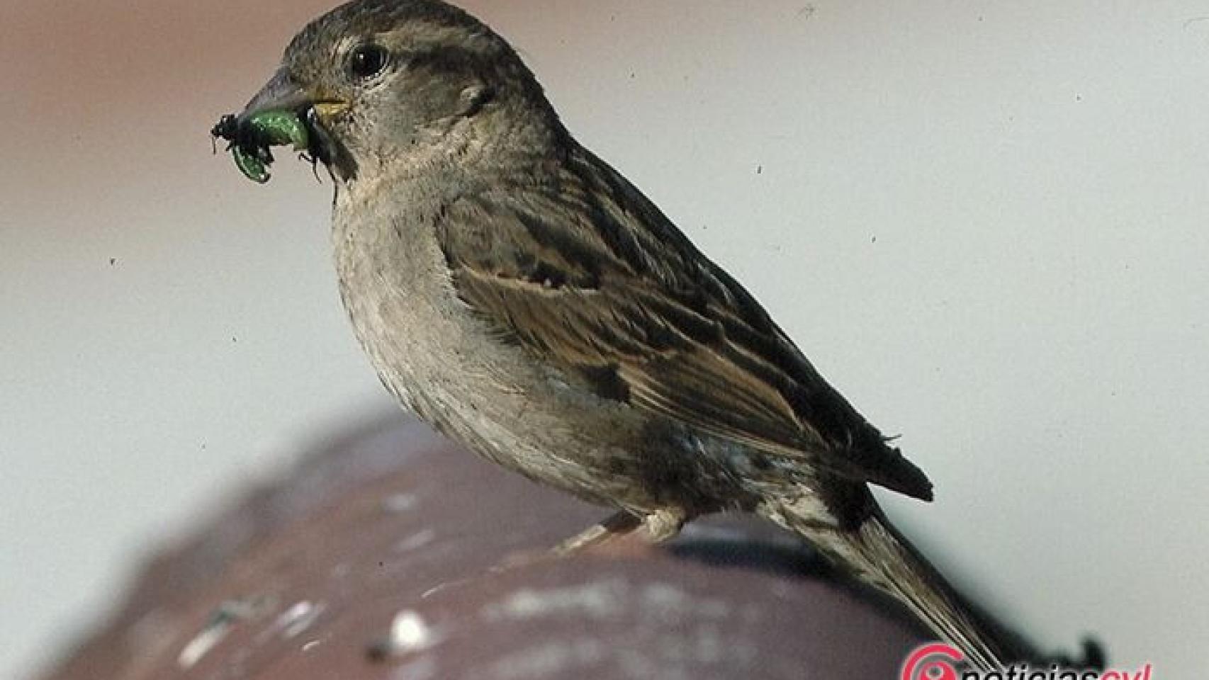 Salamanca-pajaros-alumnos
