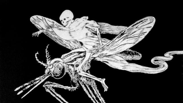 mosquito