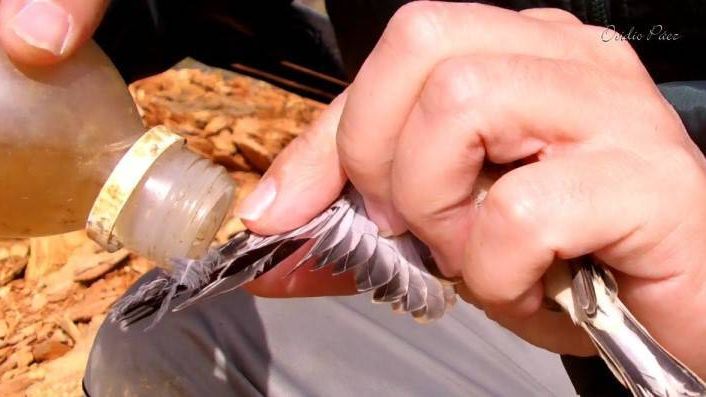 La caza de aves con liga está totalmente prohibida