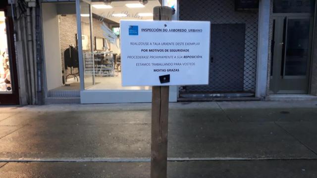 El Concello de A Coruña repondrá los árboles caídos y retirados por el temporal