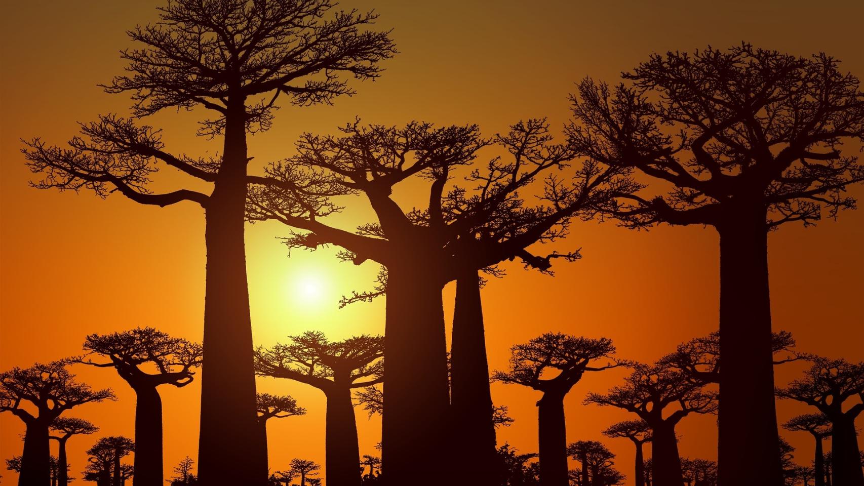 Madagascar, una isla llena de naturaleza.