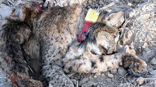 La imagen de Gael, tras ser encontrado muerto en Córdoba.