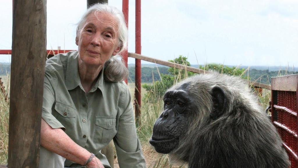 La primatóloga Jane Goodall junto a un chimpancé.