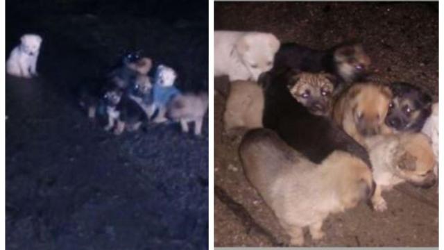 La camada abandonada hace unos meses y la encontrada el jueves