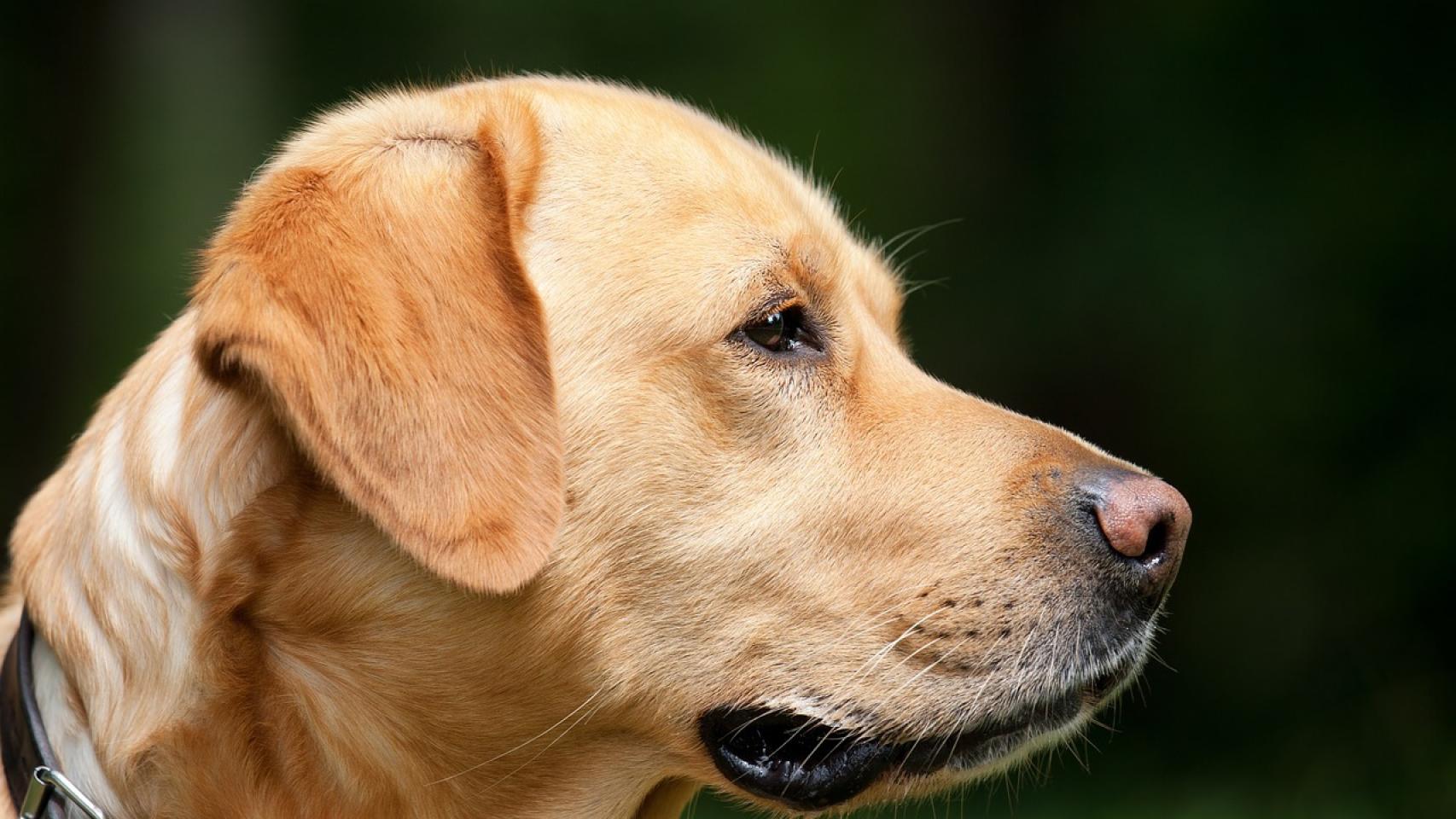 La temperatura normal de un perro es de unos 38º