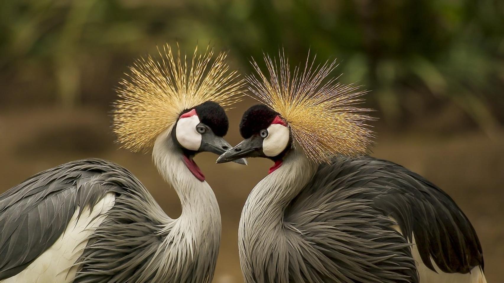 pavos