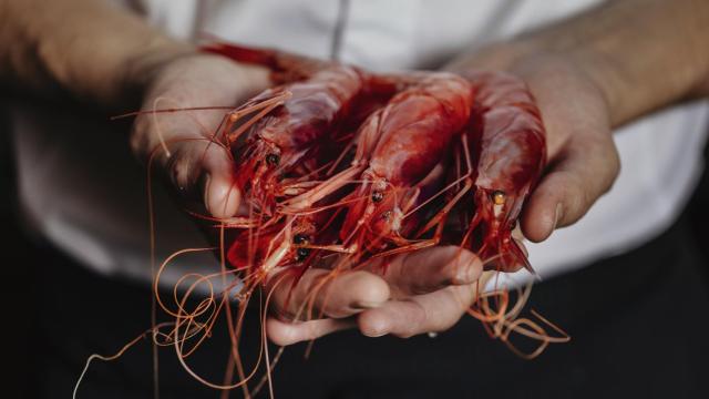 Estimar, el desembarco marinero de Rafa Zafra en Madrid