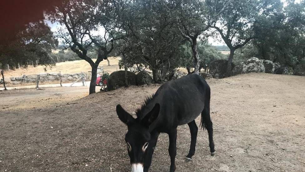 Platero, el burro que se ha ofrecido desde Talavera. Foto: Libre Mercado/Libertad Digital