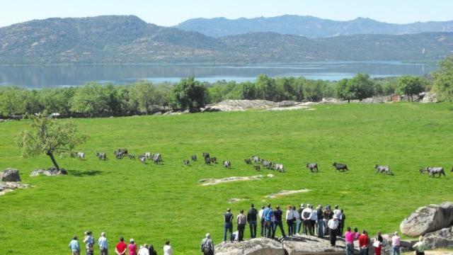Reses de la ganadería madrileña Flor de Jara