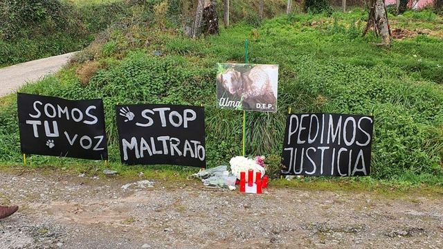 Hacen un altar a la perra alma Alma en el lugar donde su dueño le disparó
