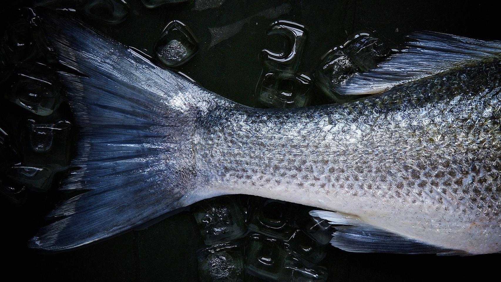 fish-1149465_1920