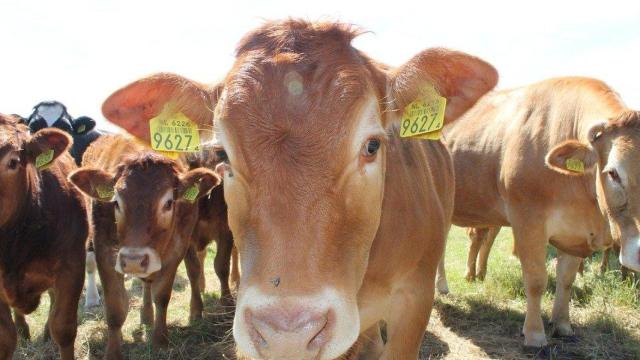 Imagen de archivo de una vaca