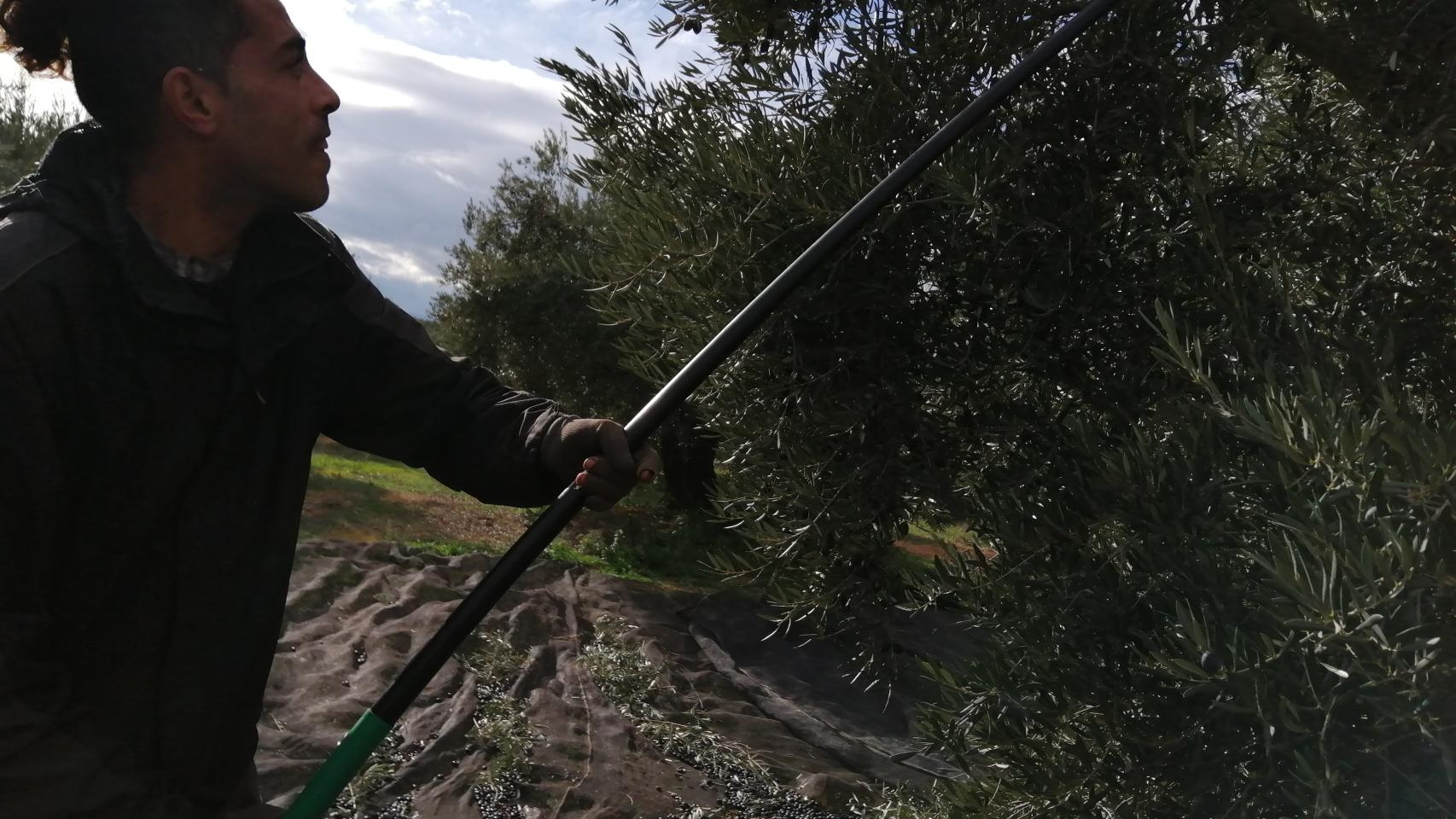 Un trabajador varea el olivo durante una jornada de aceituna.