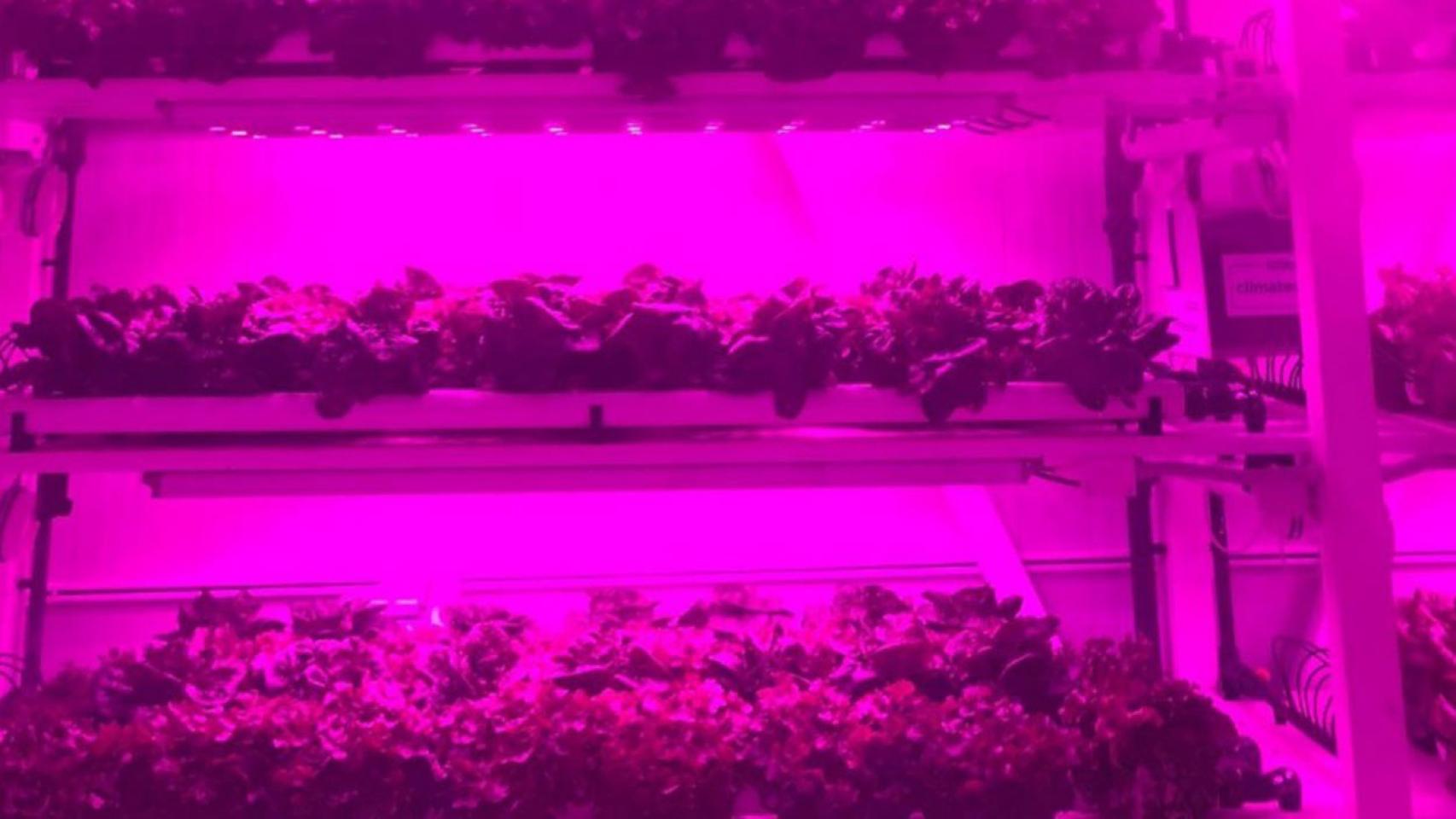 Logran cultivos verticales de lechuga y albahaca en interior de edificios