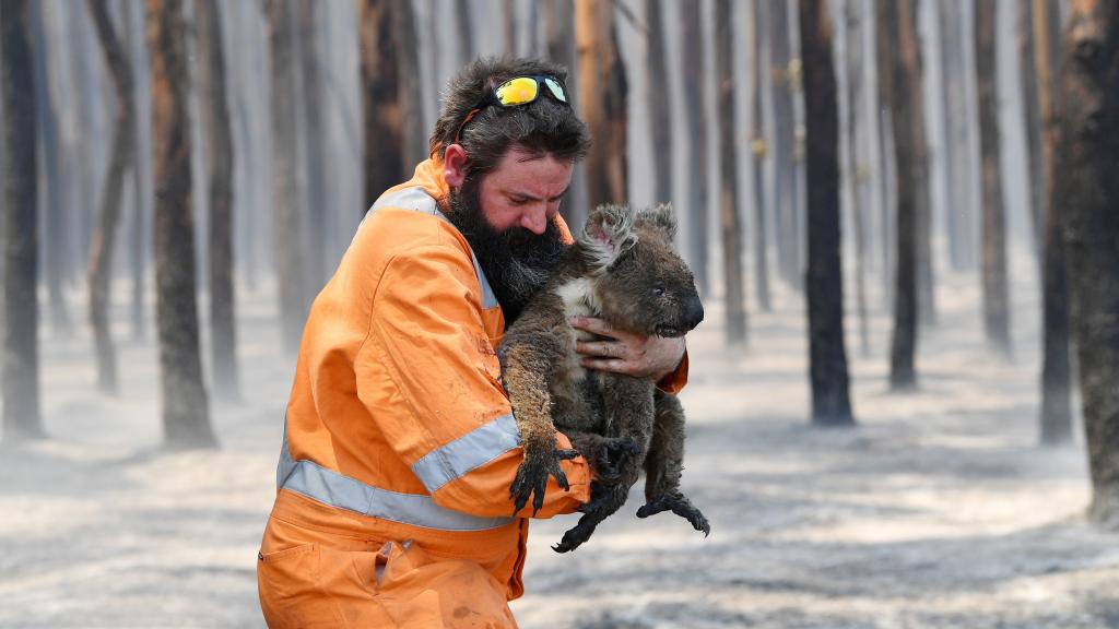Un koala rescatado en un bosque en llamas cerca de Cape Borda en la isla Canguro, al suroeste de Adelaida, Australia, el 7 de enero de 2020.