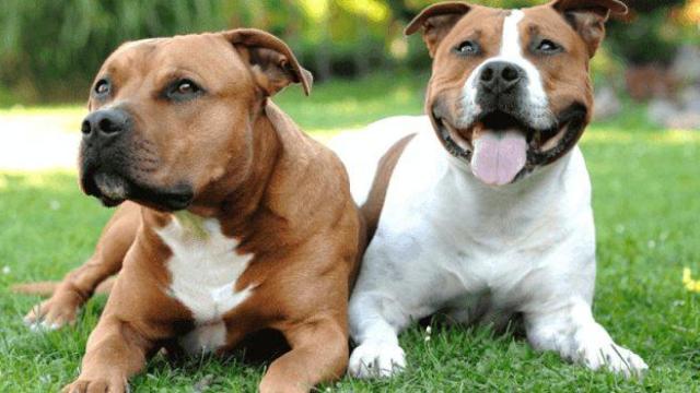Alarma entre los vecinos de A Coruña por el aumento de casos de envenenamiento de perros