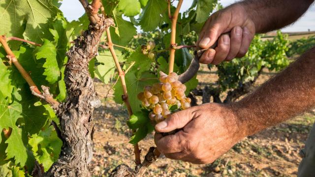 La Ribera blanca, una realidad con historia
