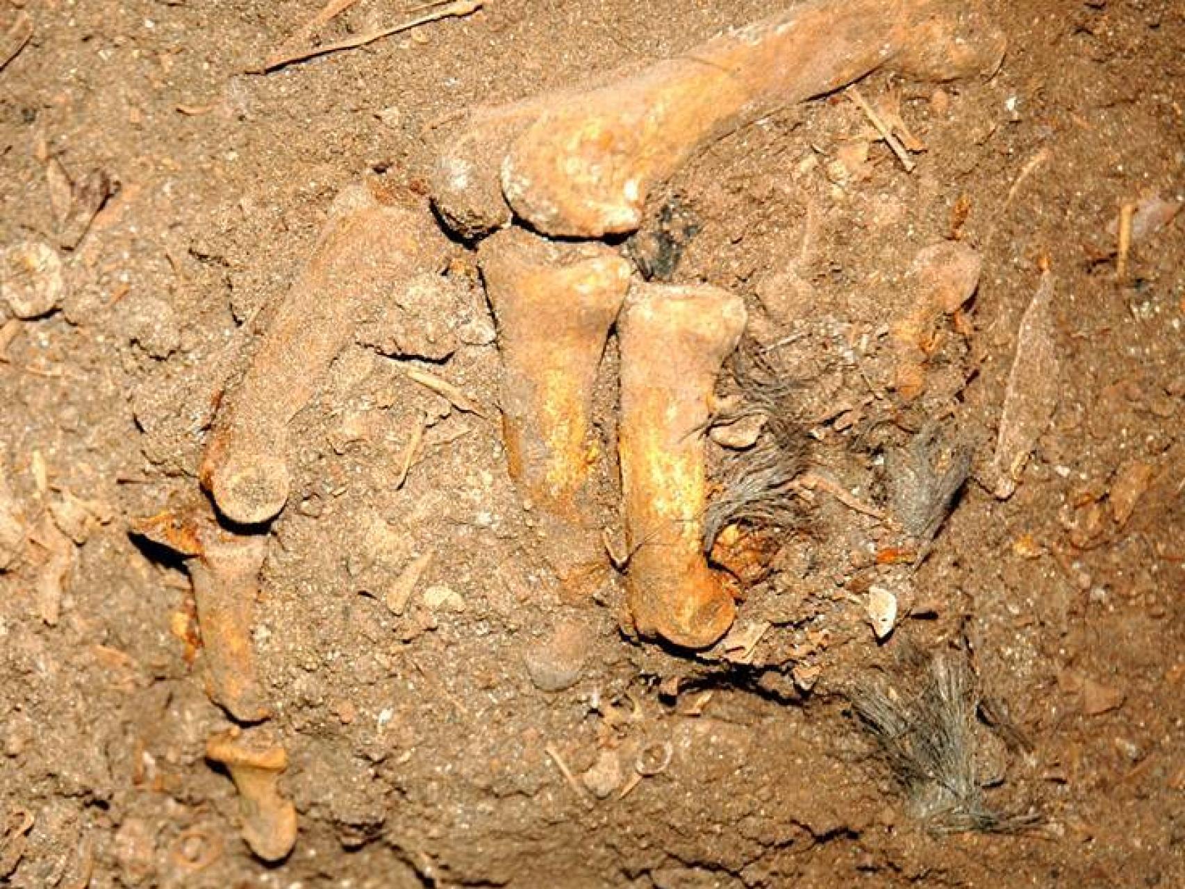 Una mano de los sujetos prehistóricos de Menorca agarrando restos de cabello.