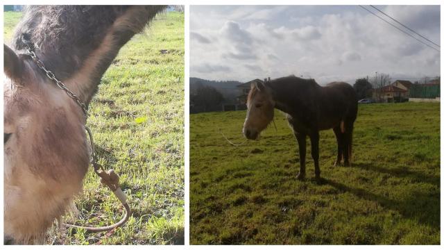 Vecinos de O Burgo denuncian que hay un caballo atado
