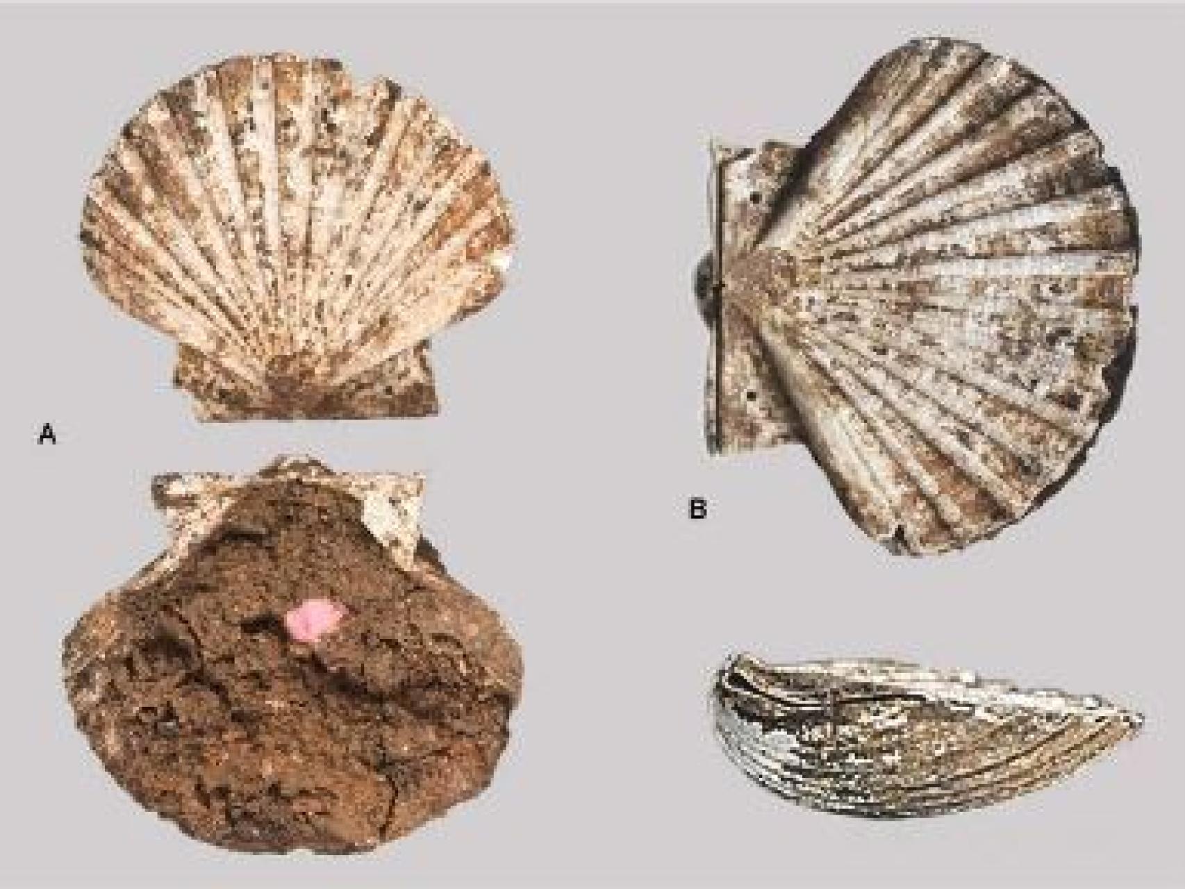 Imagen de la vieira con restos de pigmentos (i) y limpia.