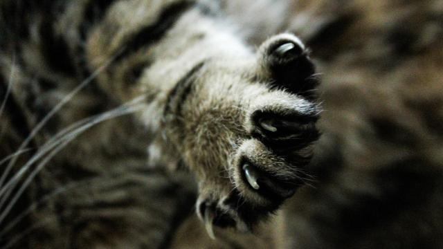 Una misión posible: cortar las uñas a un gato