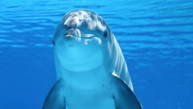 Delfines
