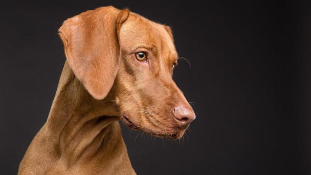 Reclaman un refuerzo policial contra los cebos envenenados en los parques de A Coruña