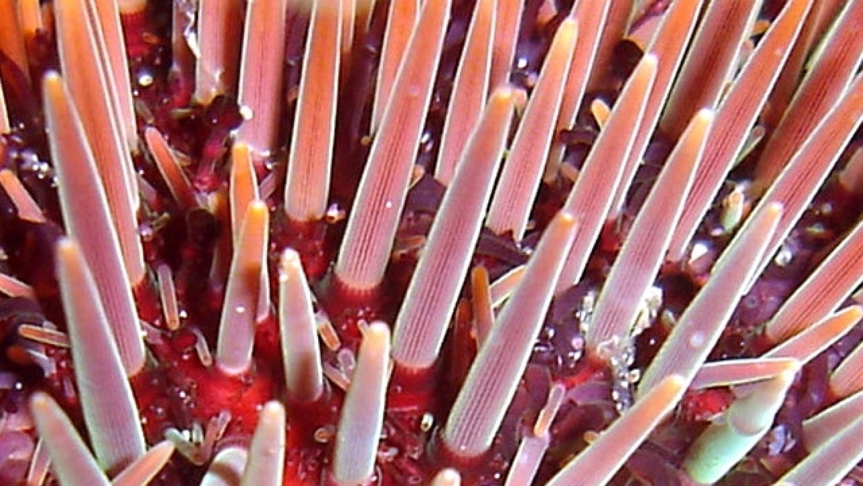 Detalle de púas de Paracentrotus lividus, en Calabardina, Murcia, España. Fernando Herranz Martín / Wikimedia Commons.