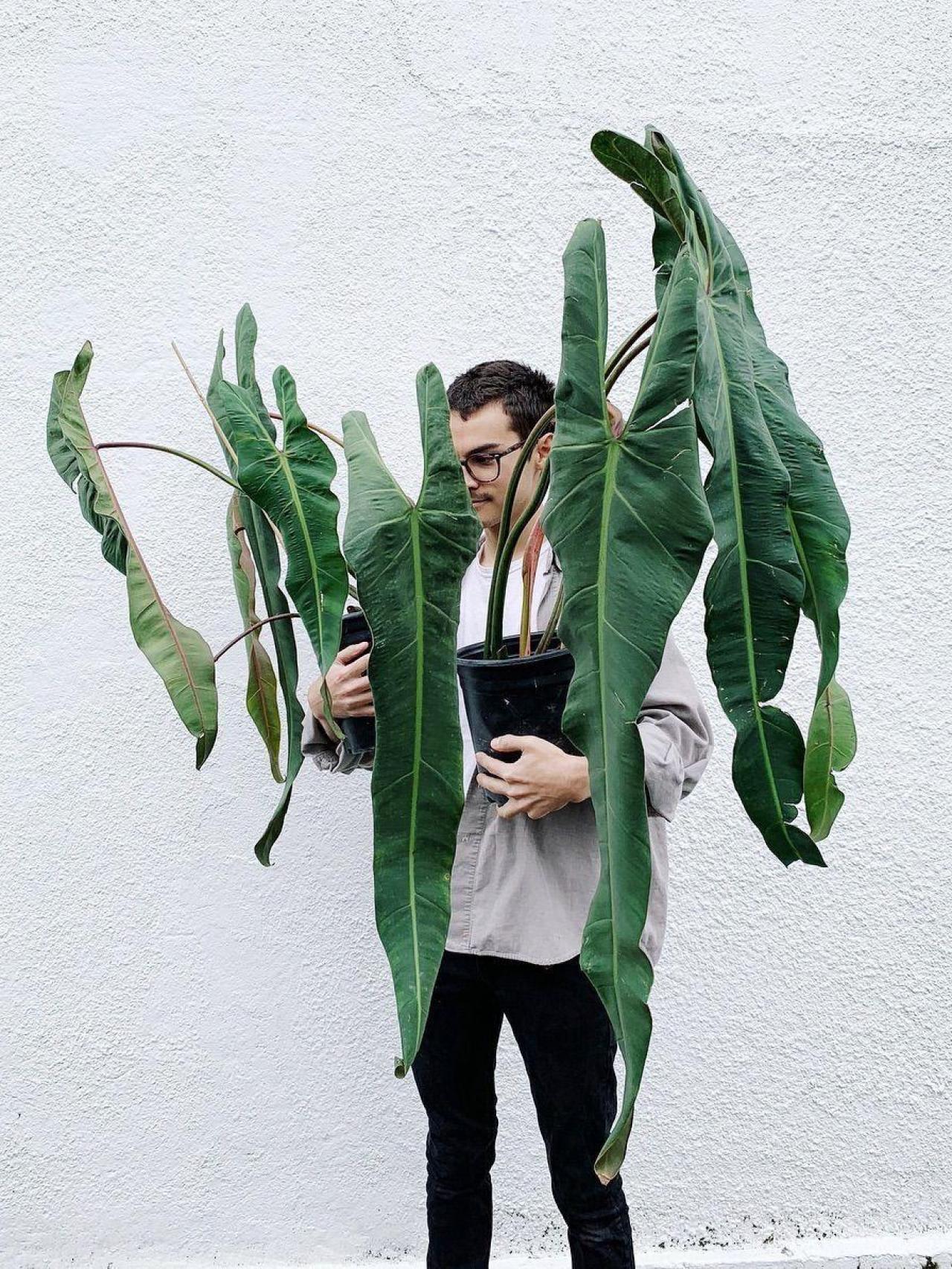 La Philodendron Spiritus-Sancti, 1.450 dólares de planta.