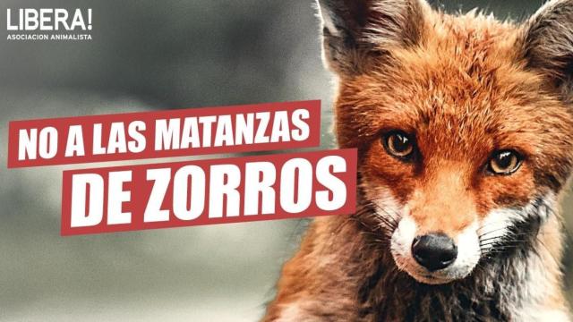 Cartel contra la caza del zorro de la asociación animalista.