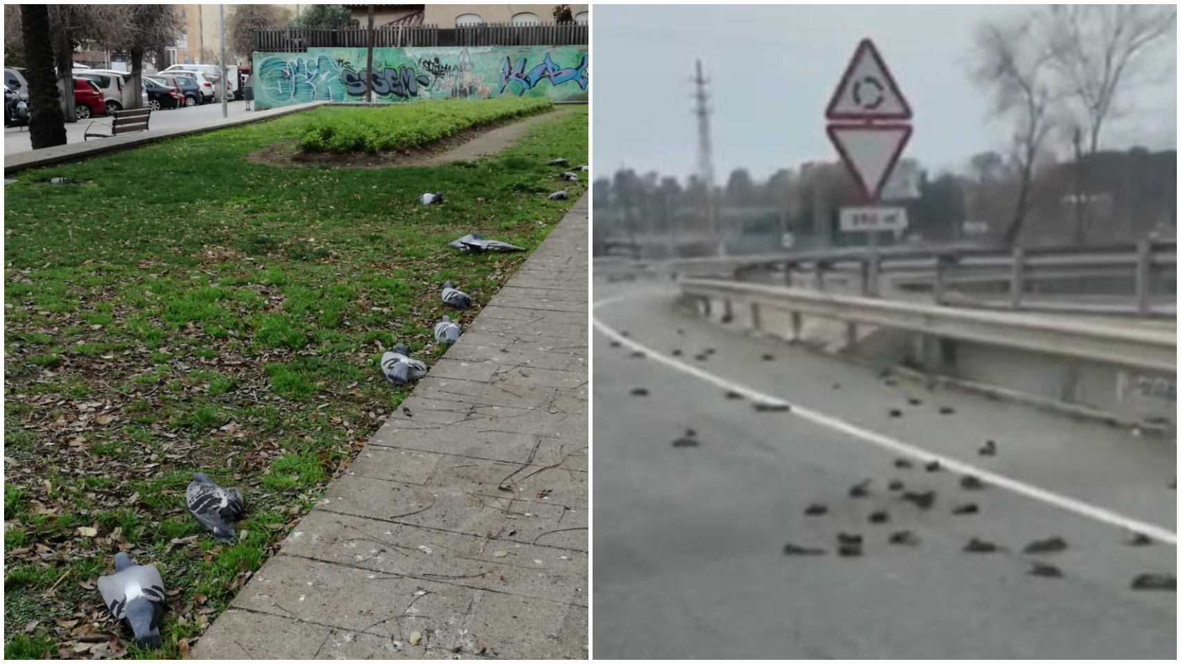 Más de un centenar de palomas han sido encontradas muertas en Badalona -izquierda- y estorninos, en Salou -derecha-.