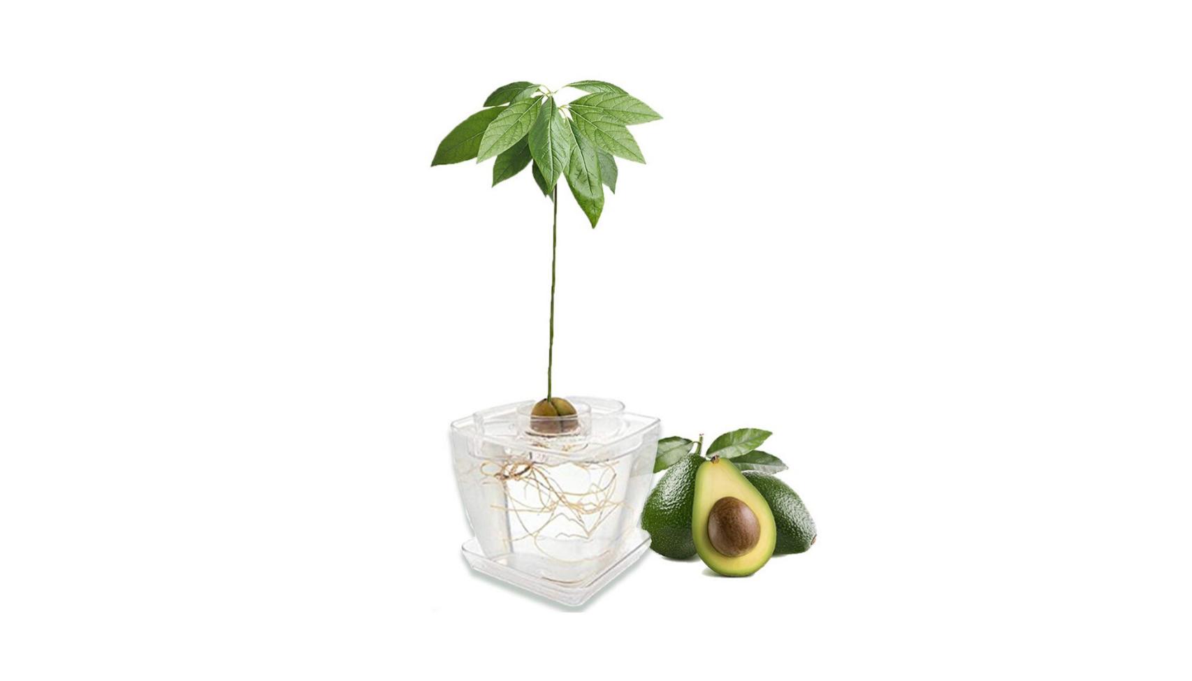 Kit de jardinería para aguacate