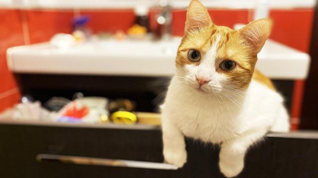 Día Internacional del gato 2020: celébralo con estos productos para él