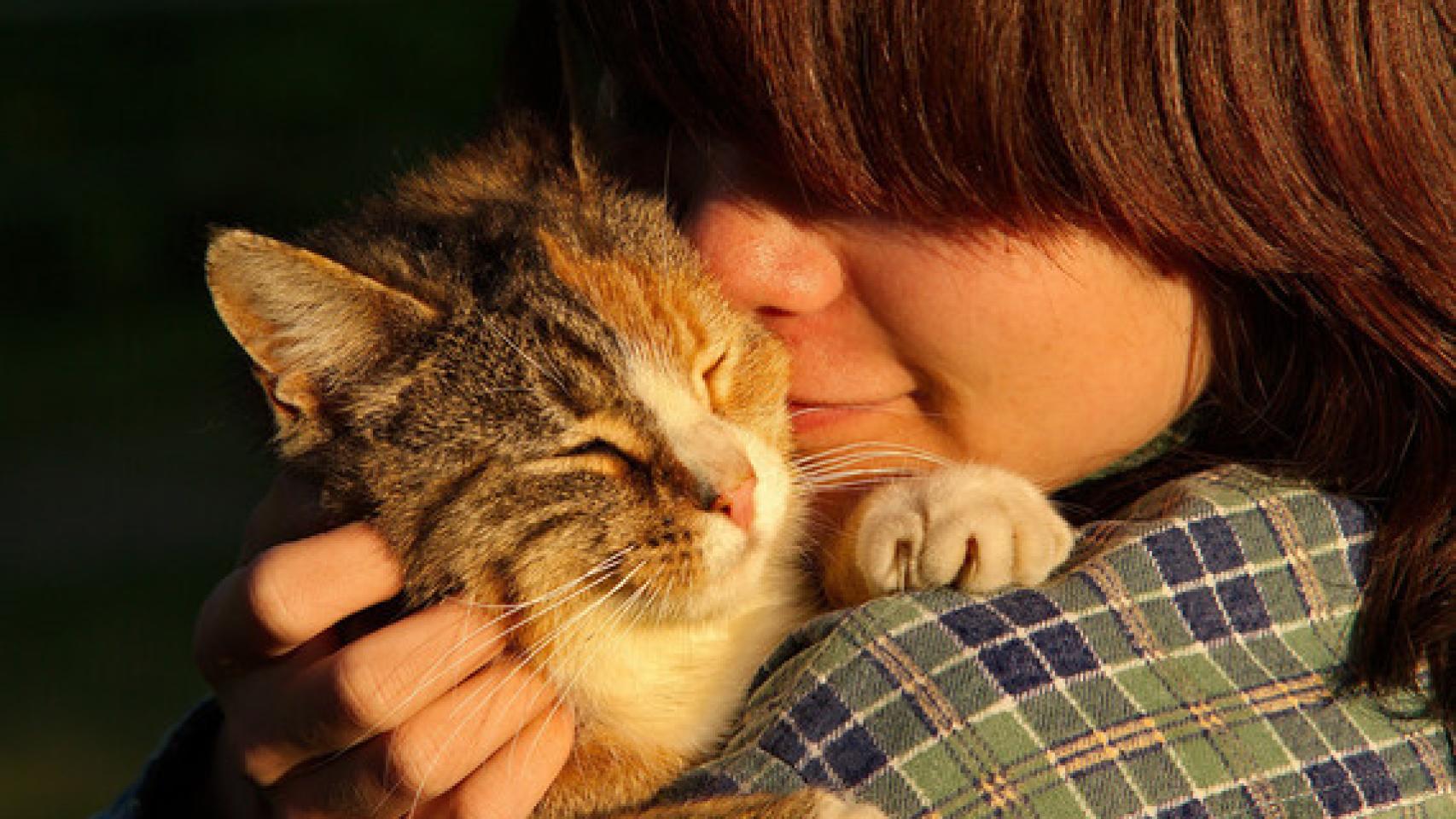 Los gatos muestran tanto apego seguro como los bebés humanos.