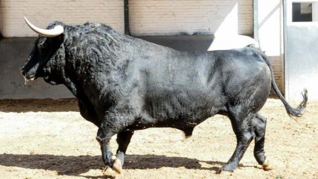 Un toro de Cuadri en los corrales de Las Ventas pidiendo toreros naftalina