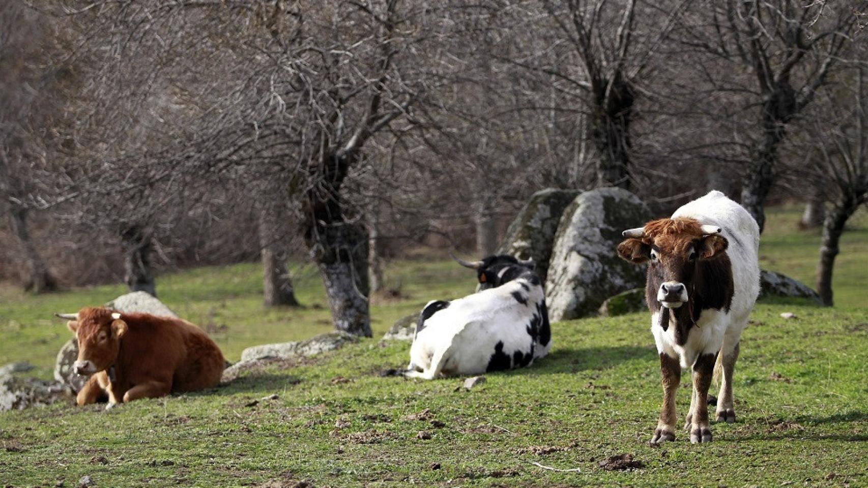 vacas pastando