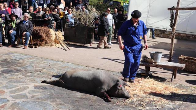 GALERÍA | MATANZA DE GUIJUELO 2020 11