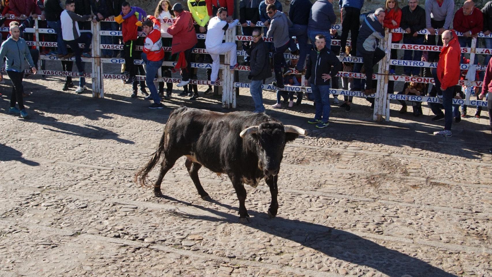 Encierro del lunes en el Carnaval del Toro 1
