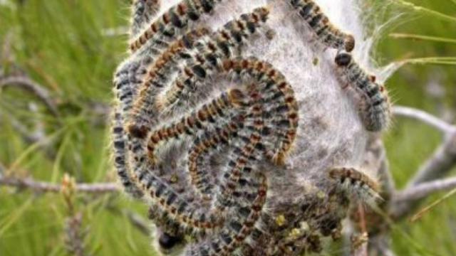 Los mejores productos para eliminar la procesionaria tú mismo