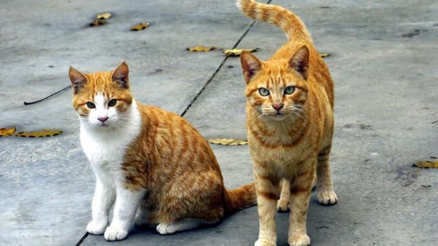 zamora gatos