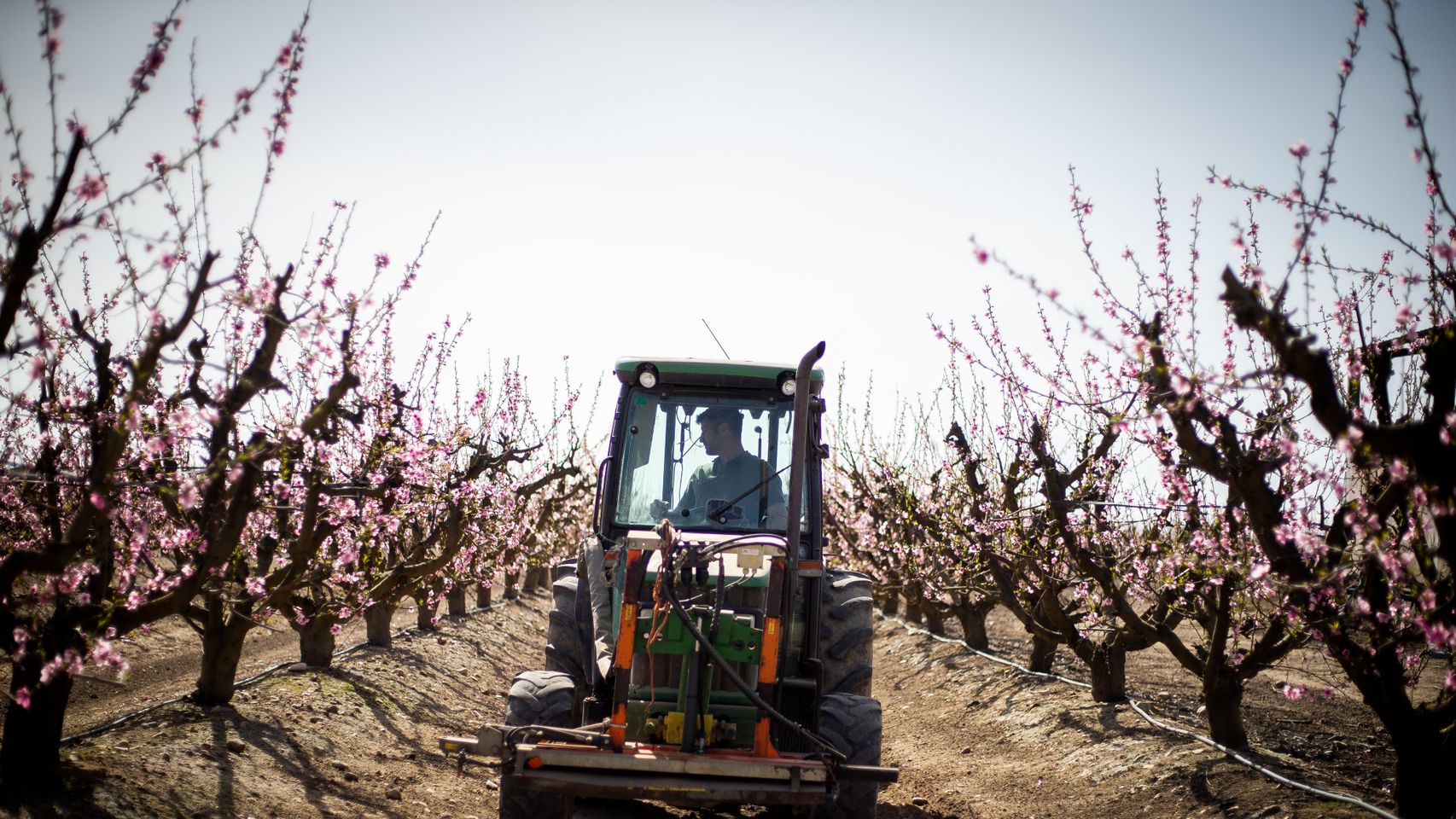 Juan Francisco con su tractor entre los almendros de su finca, en Zurbarán.