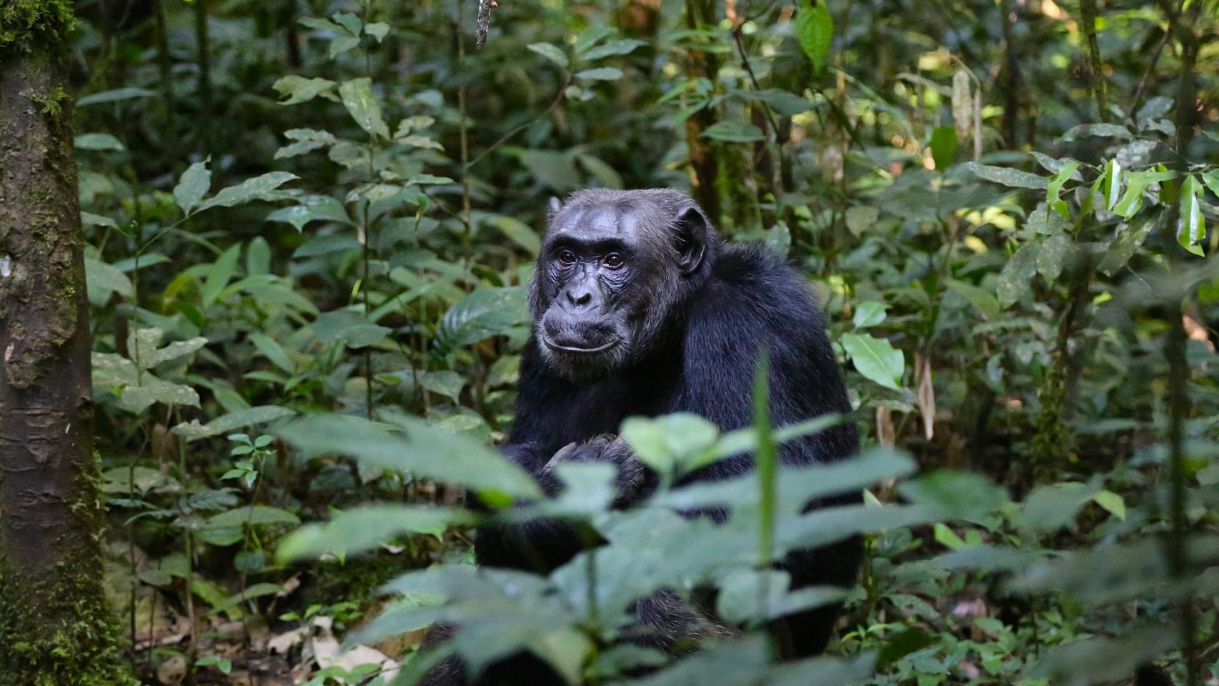 Chimpancé