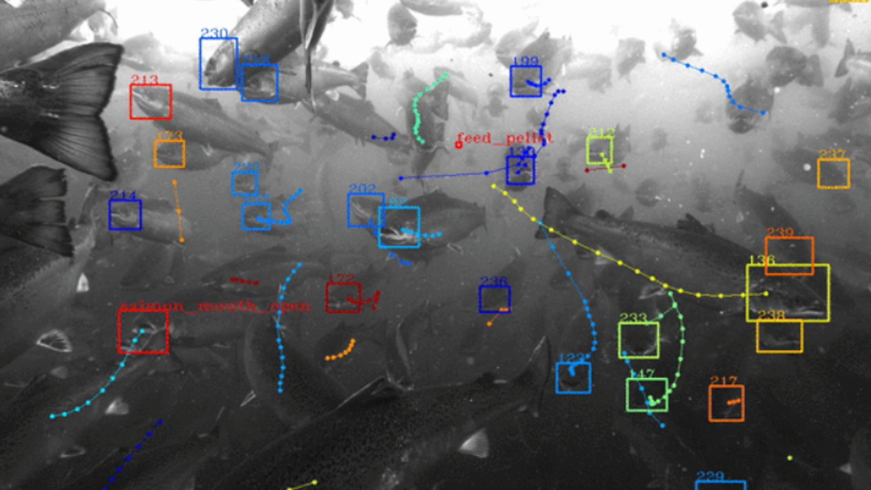 Reconocimiento facial de peces