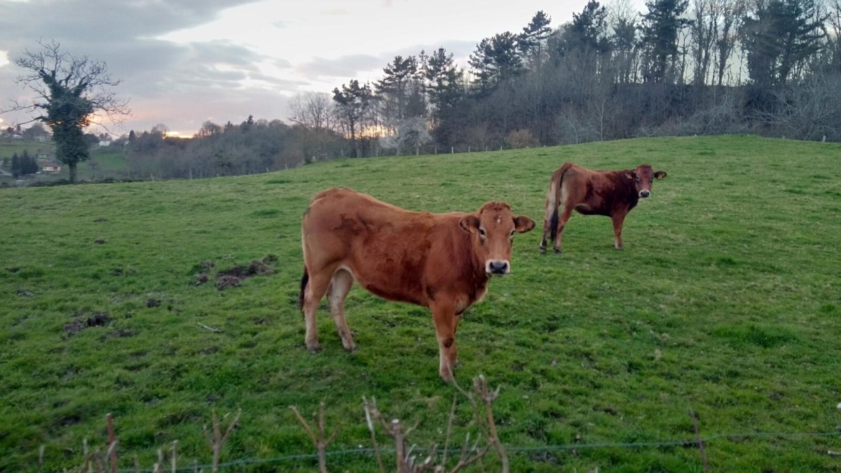 Unas vacas pastando.
