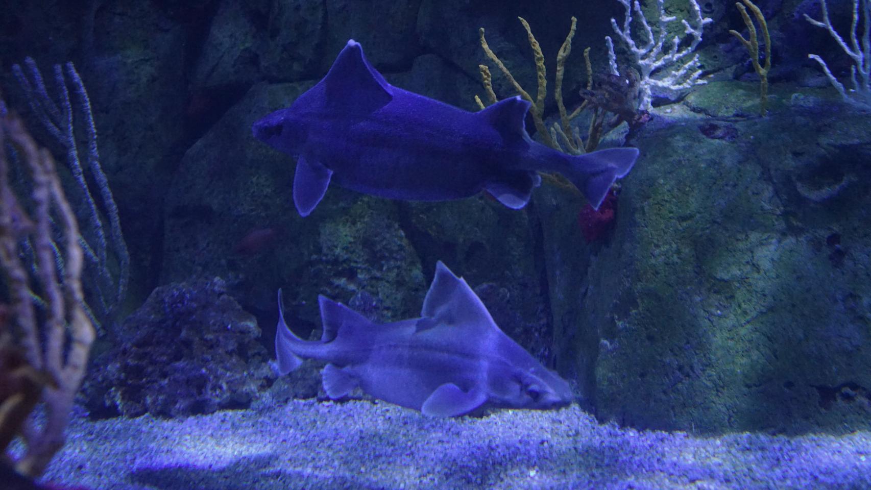 La pareja de tiburón cerdo en el Oceanogràfic.