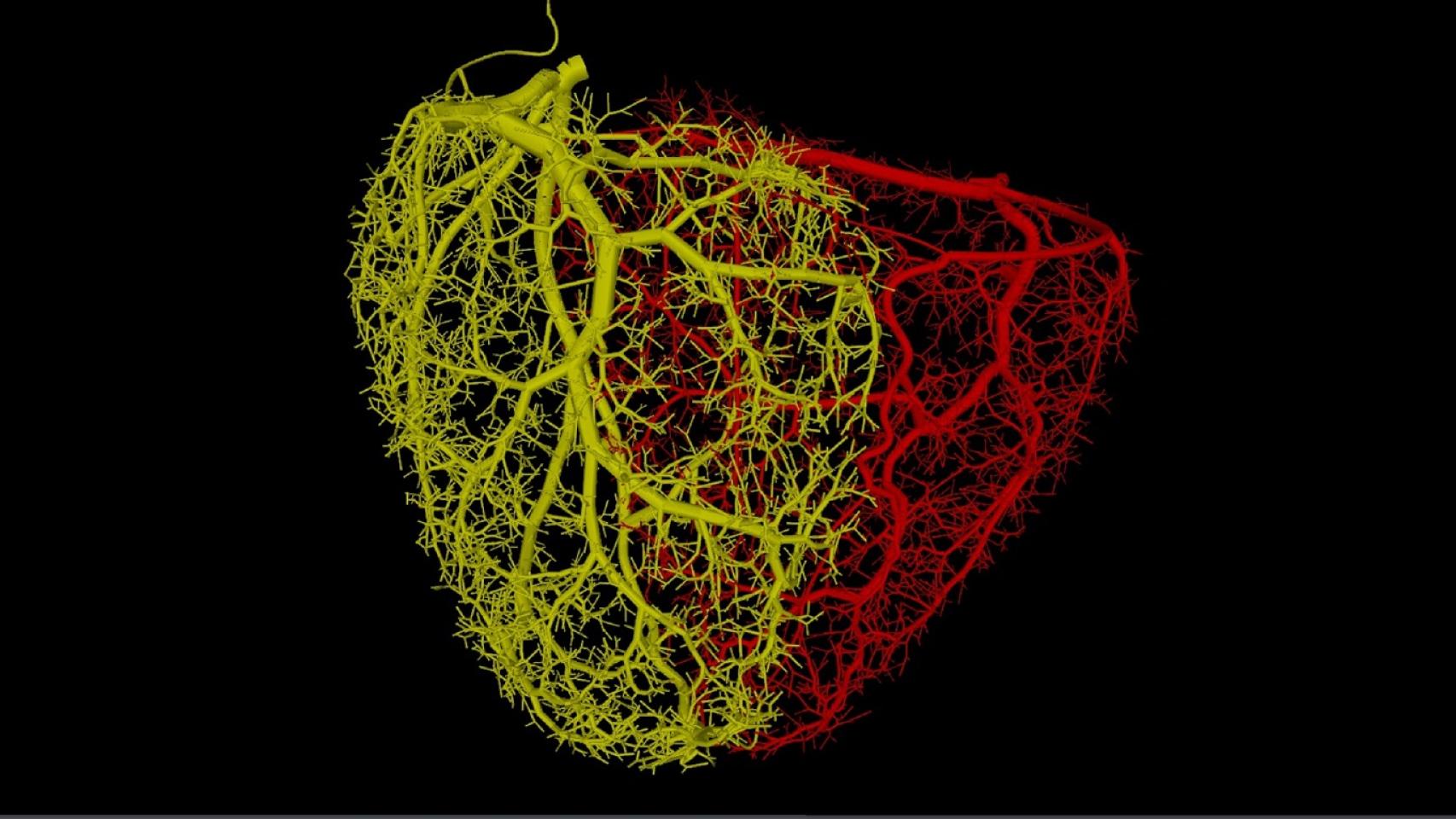 Vascularización sintética cardíaca, en un modelo 3D generado por supercomputación