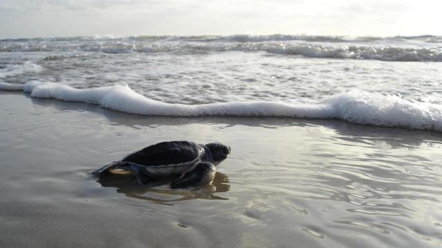 Una imagen de archivo de una tortuga marina.
